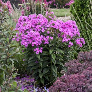 LUMINARY™ 'Prismatic Pink' Phlox - Perennials