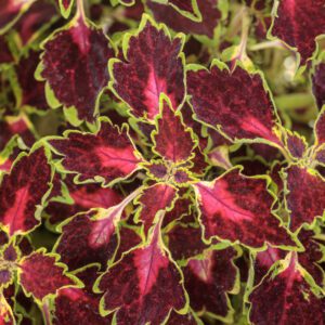 COLORBLAZE® Cherry Drop Plectranthus - Annuals