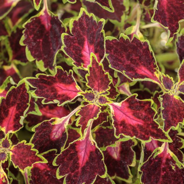 COLORBLAZE® Cherry Drop Plectranthus - Annuals