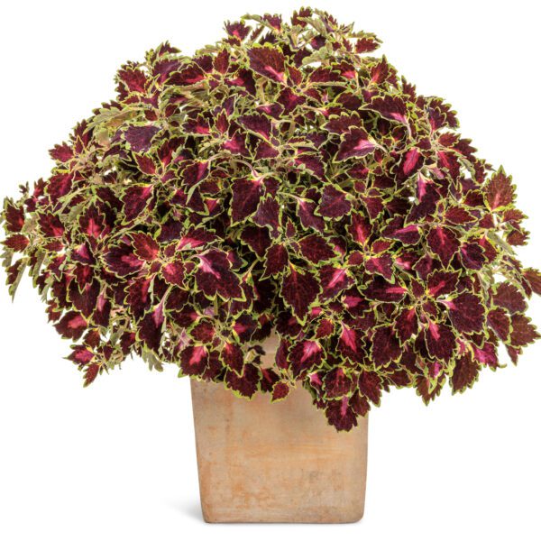 COLORBLAZE® Cherry Drop Plectranthus - Annuals