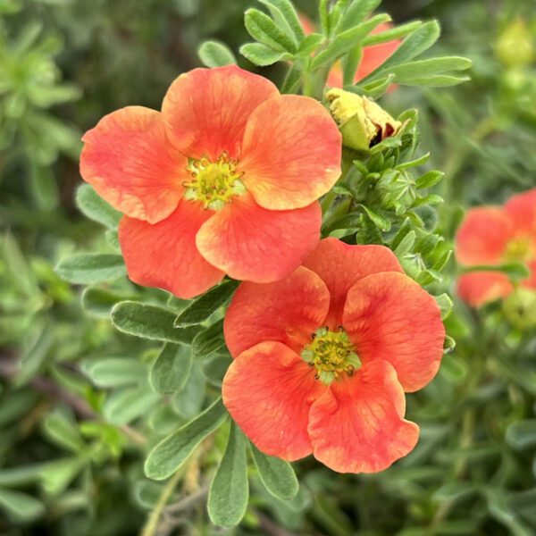 HAPPY FACE® Orange Potentilla - Shrubs