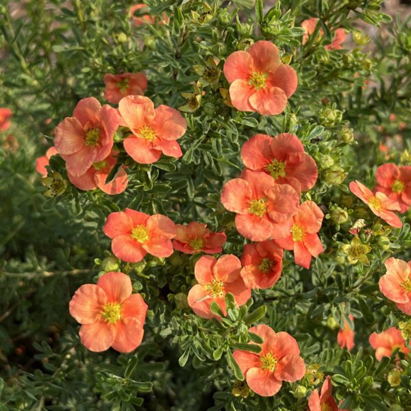 HAPPY FACE® Orange Potentilla - Shrubs