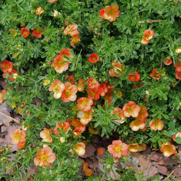 HAPPY FACE® Orange Potentilla - Shrubs