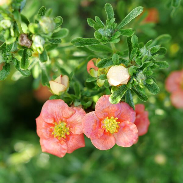 HAPPY FACE® Orange Potentilla - Shrubs