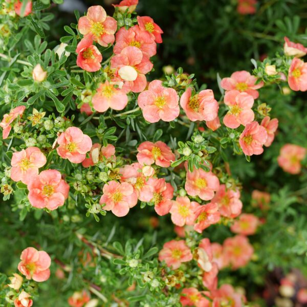 HAPPY FACE® Orange Potentilla - Shrubs