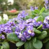 BOUQUET PERFECT™ 'Blue Ripples' Primula - Perennials