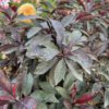 STAY CLASSY™ Prunus - Shrubs