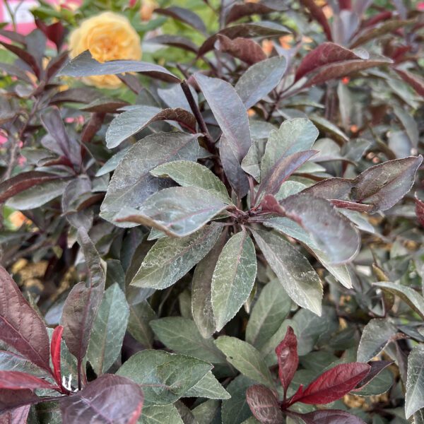 STAY CLASSY™ Prunus - Shrubs