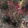 STAY CLASSY™ Prunus - Shrubs