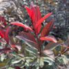 STAY CLASSY™ Prunus - Shrubs