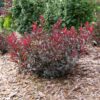 STAY CLASSY™ Prunus - Shrubs