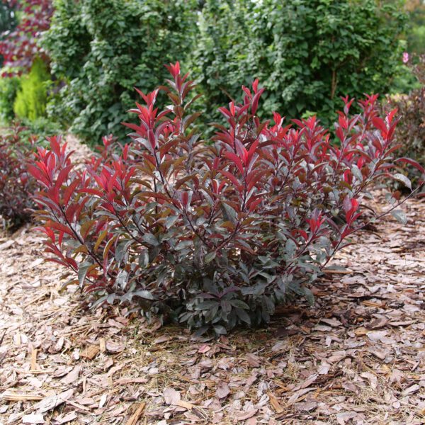 STAY CLASSY™ Prunus - Shrubs