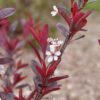STAY CLASSY™ Prunus - Shrubs