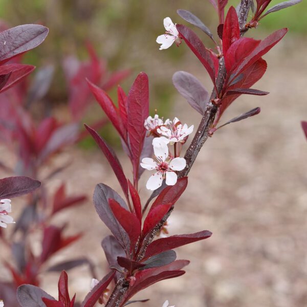 STAY CLASSY™ Prunus - Shrubs