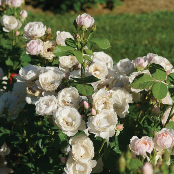 FLAVORETTE PEAR'D™ Rosa - Shrubs