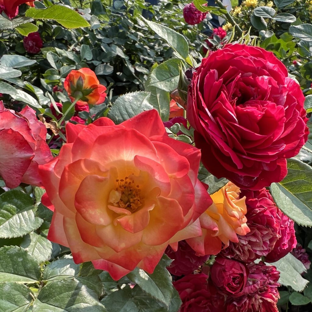 Rosa OSO EASY EN FUEGO™ Garden Crossings