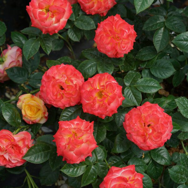 OSO EASY EN FUEGO™ Rosa - Shrubs