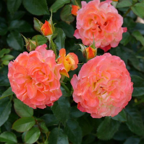 OSO EASY EN FUEGO™ Rosa - Shrubs