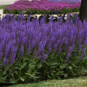 Salvia 'Blue By You' - Perennials