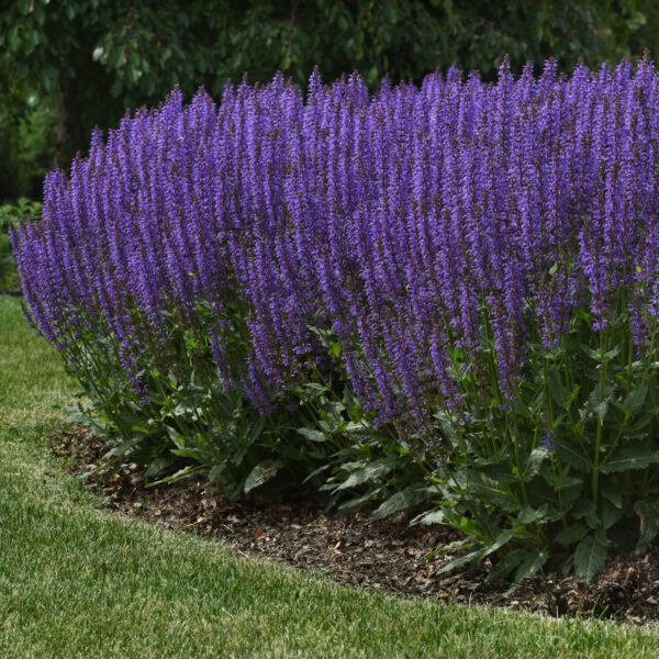 Salvia 'Blue By You' - Perennials