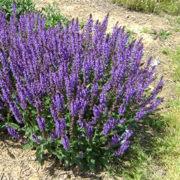 Salvia 'Blue By You' - Perennials