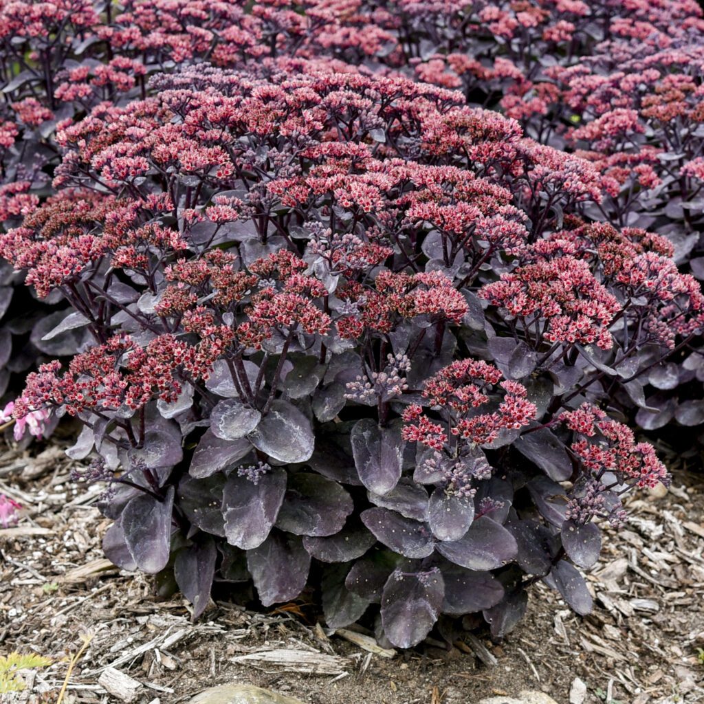 ROCK 'N GROW® 'Midnight Velvet' Sedum - Perennials