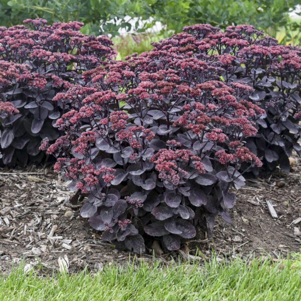 ROCK 'N GROW® 'Midnight Velvet' Sedum - Perennials