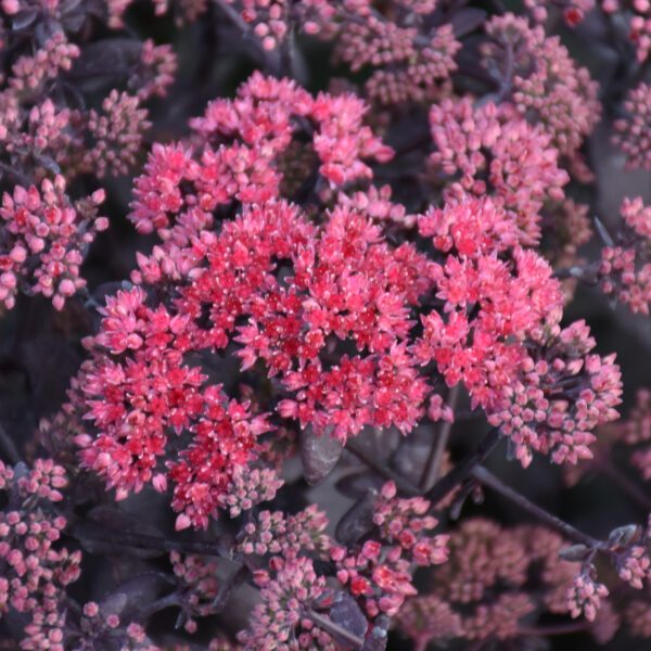 ROCK 'N GROW® 'Midnight Velvet' Sedum - Perennials