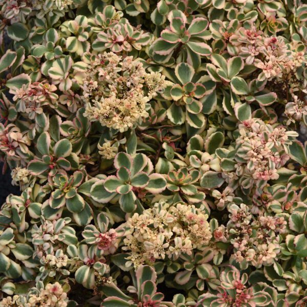 WHAT A DOOZIE Sedum - Perennials