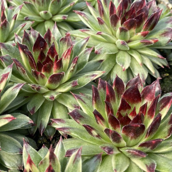 CHICK CHARMS® APPLE TEASER Sempervivum - Perennials