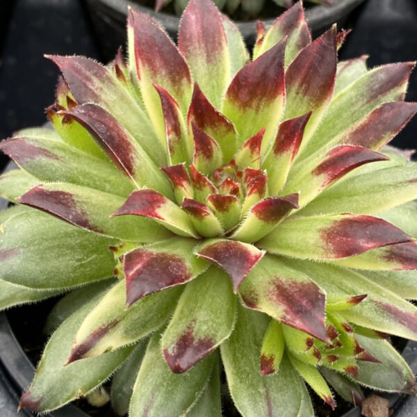 CHICK CHARMS® APPLE TEASER Sempervivum - Perennials