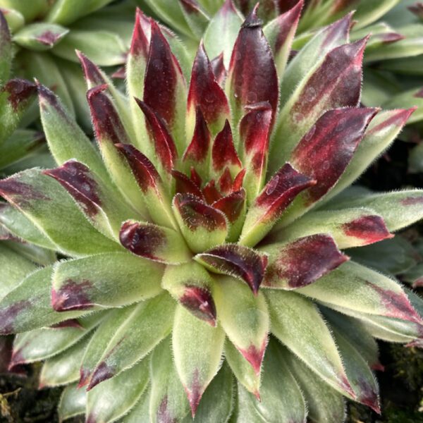 CHICK CHARMS® APPLE TEASER Sempervivum - Perennials