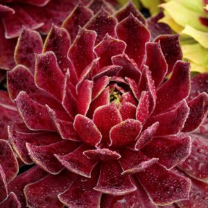 CHICK CHARMS® CANDIED APPLE™ Sempervivum - Perennials