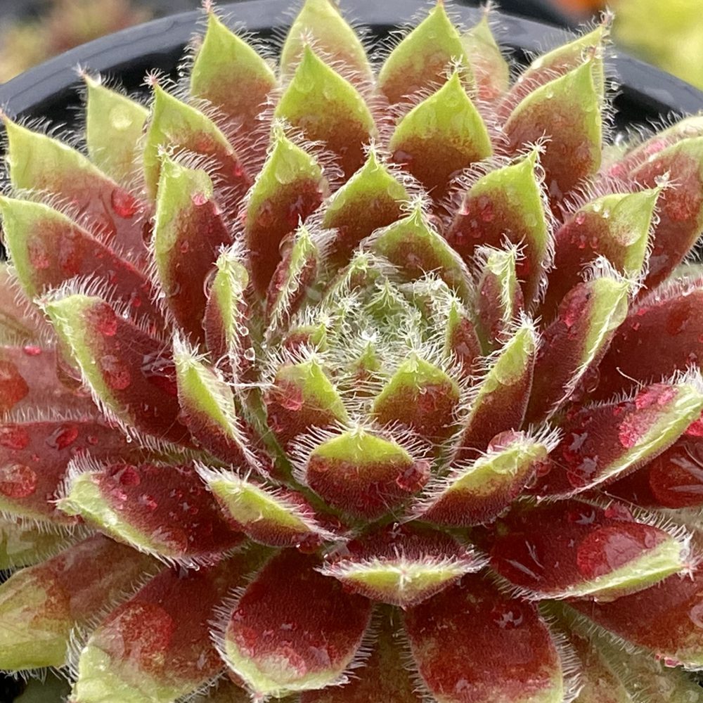 CHICK CHARMS® GOLD DUST™ Sempervivum - Perennials