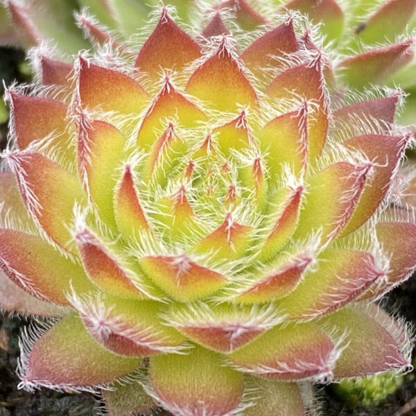 CHICK CHARMS® GOLD DUST™ Sempervivum - Perennials