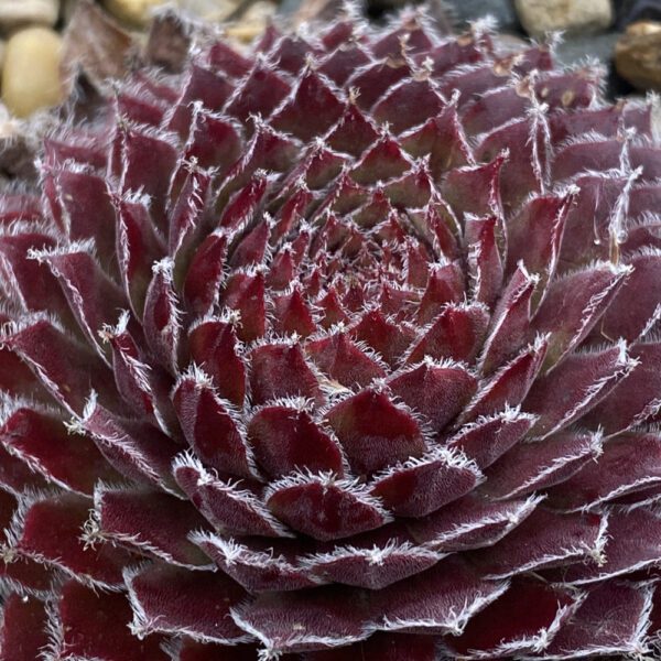 CHICK CHARMS® GOLD DUST™ Sempervivum - Perennials