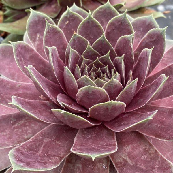 CHICK CHARMS® GIANT Pink Sapphire Sempervivum - Perennials