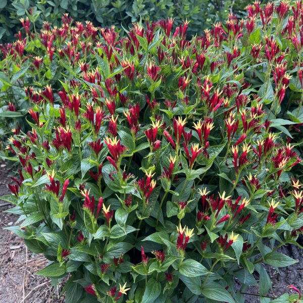 Spigelia 'Apple Slices' - Perennials