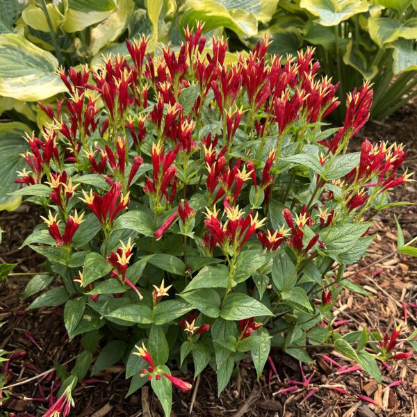 Spigelia 'Apple Slices' - Perennials