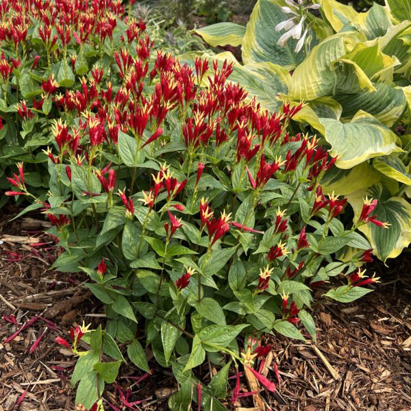 Spigelia 'Apple Slices' - Perennials