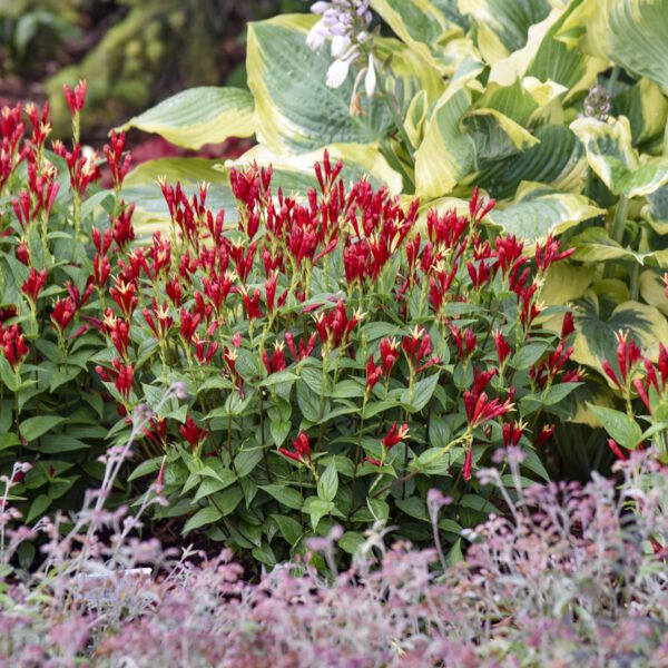 Spigelia 'Apple Slices' - Perennials