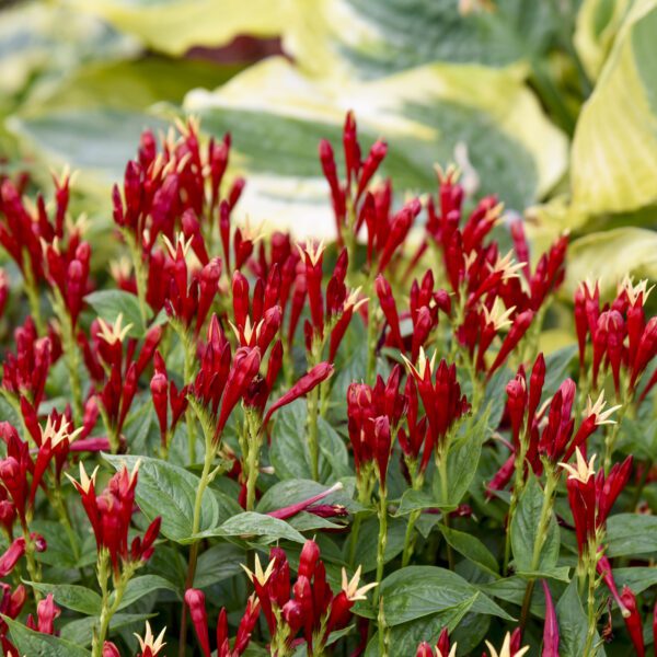 Spigelia 'Apple Slices' - Perennials