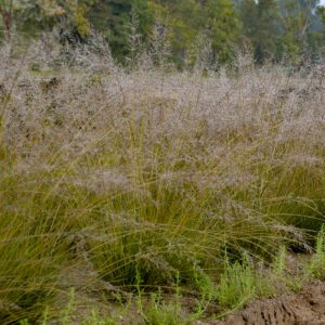 Sporobolus 'Gone with the Wind' - Perennials