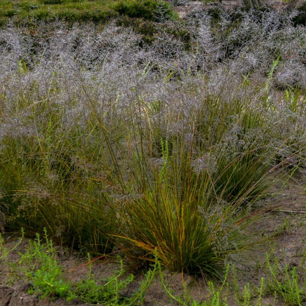 Sporobolus 'Gone with the Wind' - Perennials