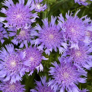 TOTALLY STOKED™ 'RIPTIDE' Stokesia - Perennials