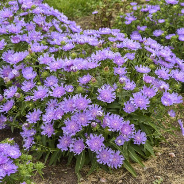 TOTALLY STOKED™ 'RIPTIDE' Stokesia - Perennials