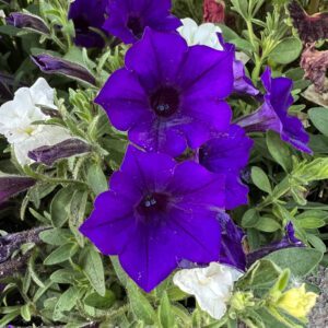 SUPERTUNIA MINI VISTA® Ultramarine™ Petunia - Annuals