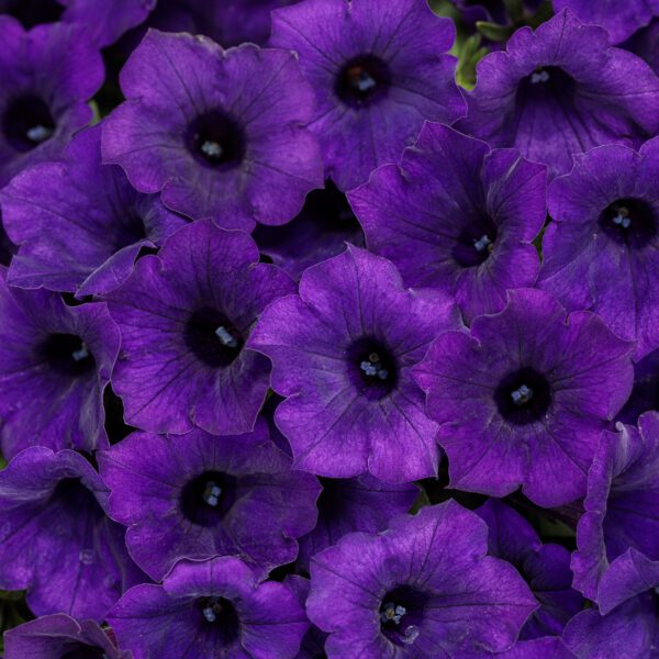 SUPERTUNIA MINI VISTA® Ultramarine™ Petunia - Annuals