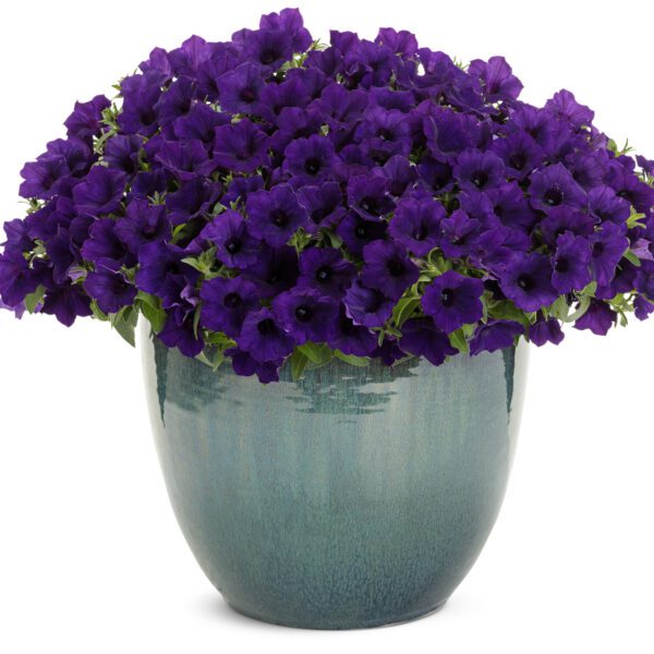 SUPERTUNIA MINI VISTA® Ultramarine™ Petunia - Annuals