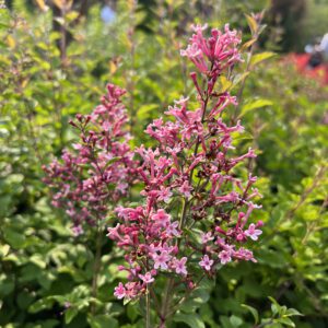 BLOOMERANG BALLET™ Syringa - Shrubs